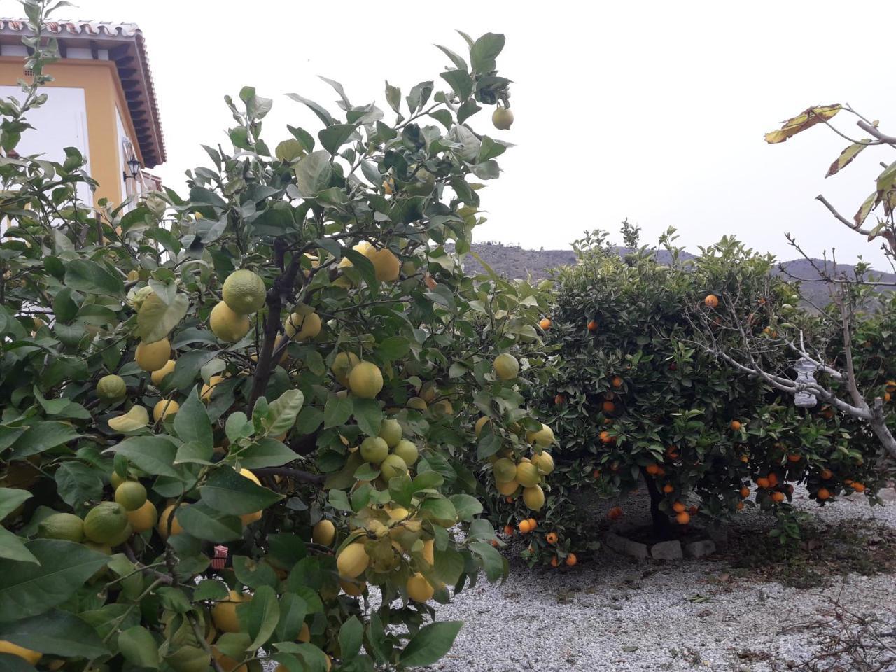 Alojamiento Colina Del Sol Torrox Eksteriør billede
